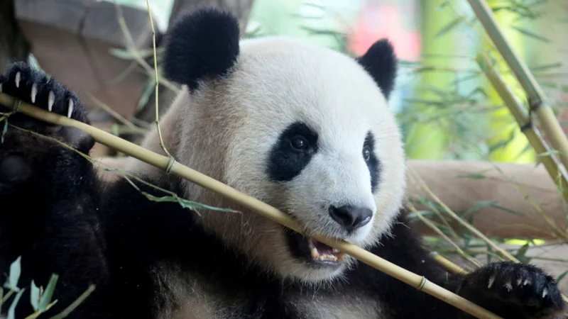 Fotografija: Panda. FOTO: Axel Schmidt/Reuters