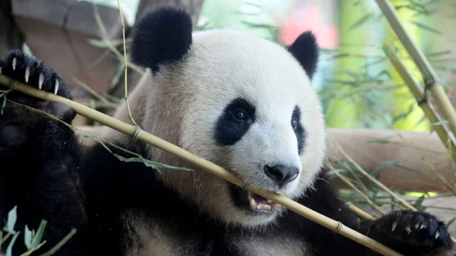 Panda. FOTO: Axel Schmidt/Reuters