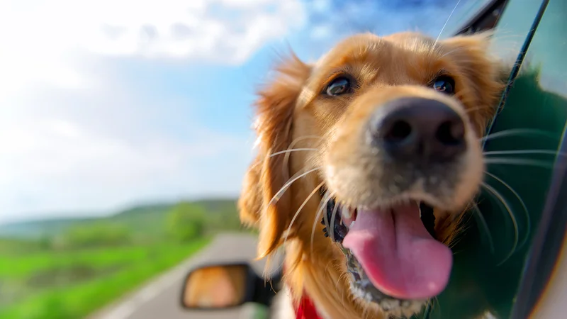 Fotografija: Potovanje je lahko tudi za naše štirinožne prijatelje prijetna dogodivščina, če se ustrezno pripravimo. FOTO: Shutterstock