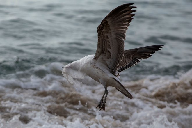 Tudi ptice se lahko ujamejo v plastične odpadke. FOTO: AFP
