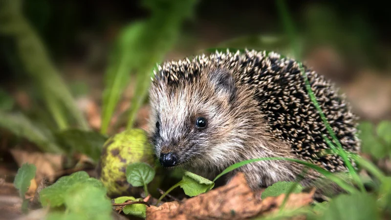 Fotografija: Jih moramo povoziti prav v tem desetletju? FOTO: Getty Images/istockphoto