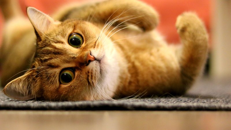 Fotografija: Mačke se neodvisne in samosvoje, a se jih vseeno da marsičesa naučiti. FOTO: Shutterstock