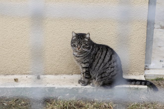 V primeru da najdete domnevno zapuščeno mačko, se obrnite na pristojno zavetišče občine, kjer ste malega štirinožca našli. FOTO: Marko Feist