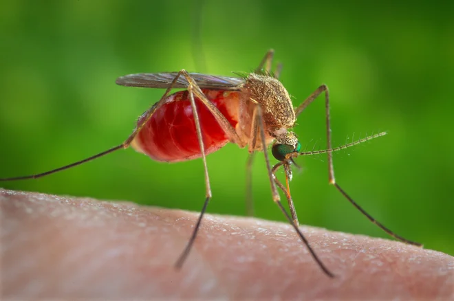 Virus Zahodnega Nila, ki ga prenašajo komarji, so v Srbiji prvič opazili julija 2012, do konca leta 2017 pa je bilo prijavljenih 574 primerov okužbe. FOTO: Reuters