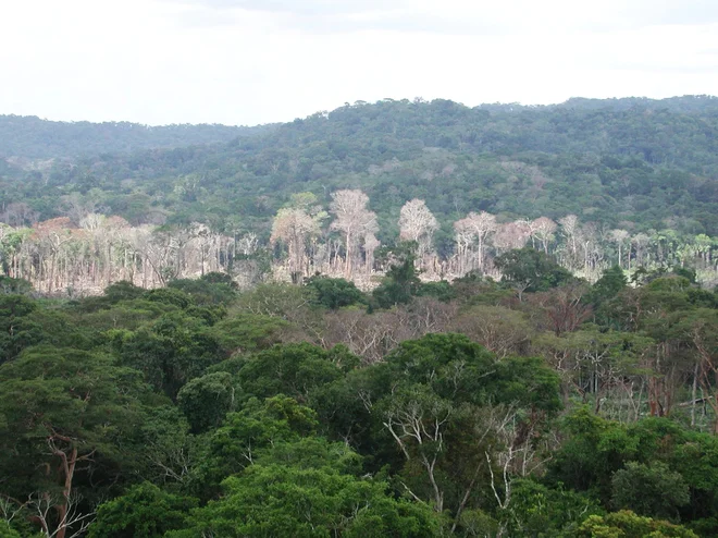 Amazonski pragozd. FOTO: NASA/JPL-Caltech