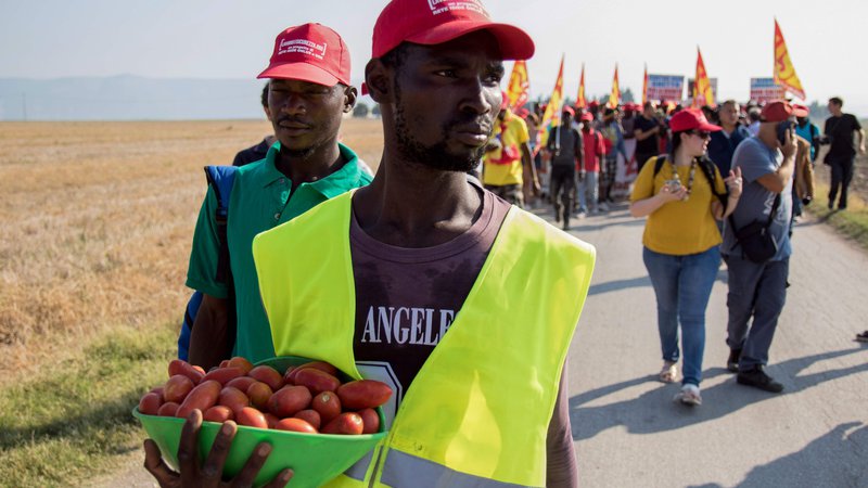 Fotografija: V okolici italijanskega mesta Foggia je na sezonskem delu tisoče sezonskih delavcev iz Afrike, ki obirajo paradižnik. FOTO: AFP