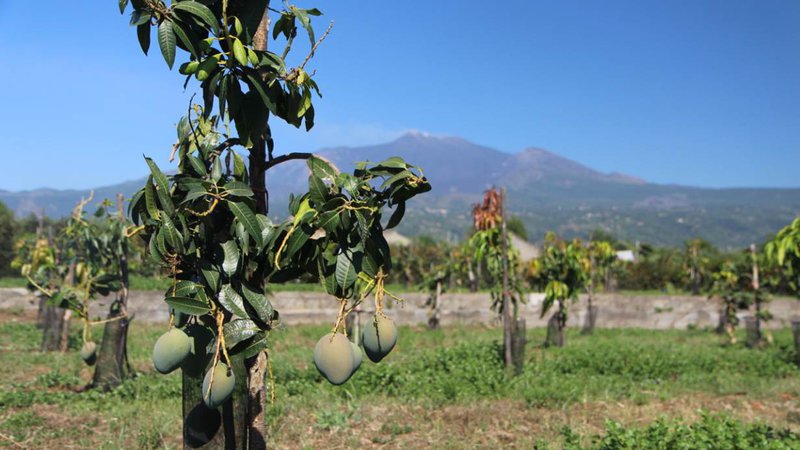 Fotografija: Prav nič nenavaden prizor s polj na Siciliji; mangovci z zelo priljubljenimi sadeži FOTO: Reuters