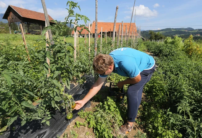 Z eksotičnimi vrstami rad eksperimentira tudi »kralj paradižnika« Jernej Mazej. FOTO: Igor Zaplatil