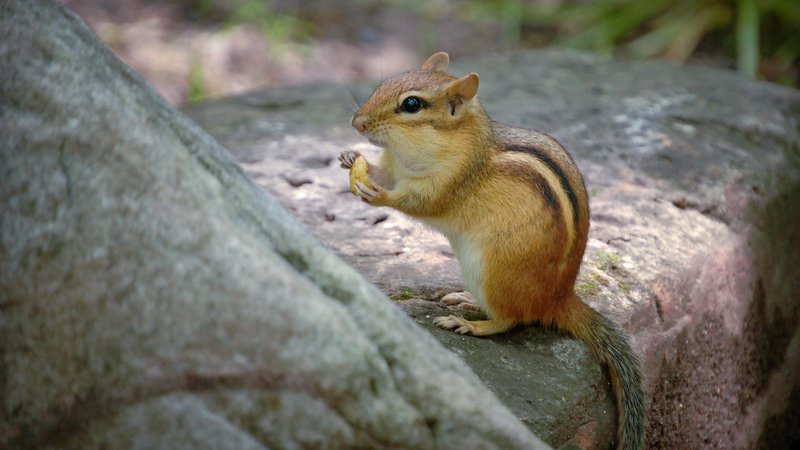 Fotografija: Srčkana, a potencialno invazivna veverica čipmunk. FOTO: Reuun