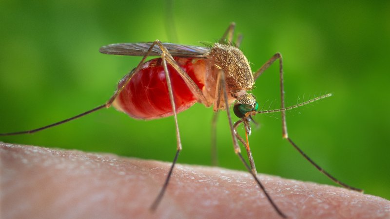 Fotografija: Gre za »sezonsko« bolezen, saj se se pojavlja v tistih mesecih, ko so aktivni komarji, največ od julija do septembra. FOTO: Reuters