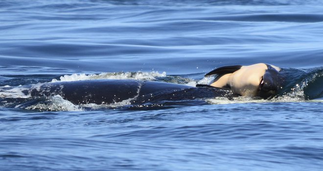 Štiriindvajsetega julija 2018 so prvič opazili orko J35, da prenaša mrtvega mladiča. FOTO: Michael Weiss/AP