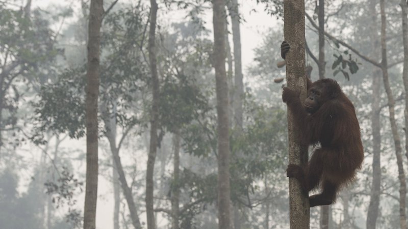 Fotografija: Orangutani na Borneu se morajo večkrat soočiti z požiganjem gozdov. FOTO: Reuters