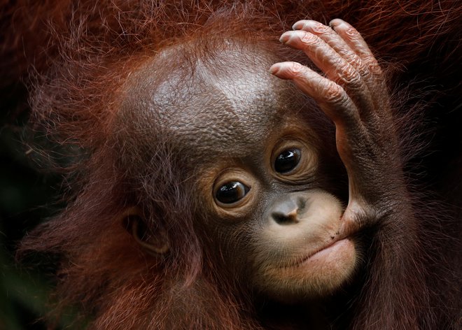 Številni živalski vrtovi igrajo vlogo pri razmoževanju orangutanov in ohranjanju vrste. FOTO: Edgar Su/Reuters