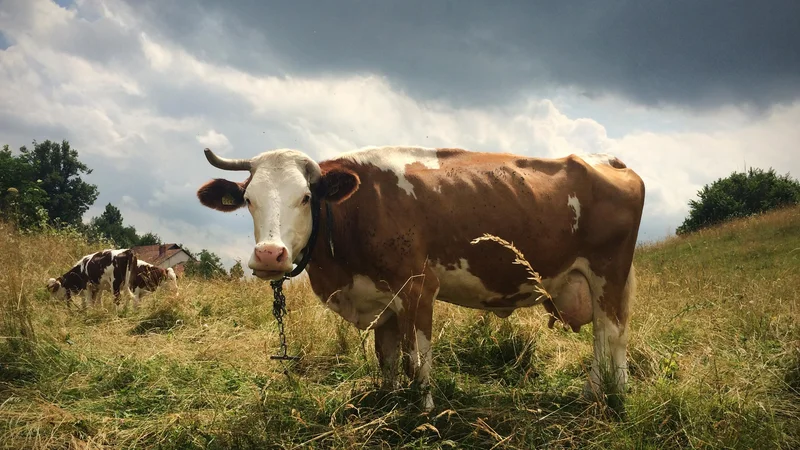 Fotografija: Razprave o korenitih spremembah prehranskih navad in omejevanju živinoreje na globalni ravni niso nič novega in pogosto vzbujajo močno nasprotujoče si odzive. FOTO: Jure Eržen/Delo