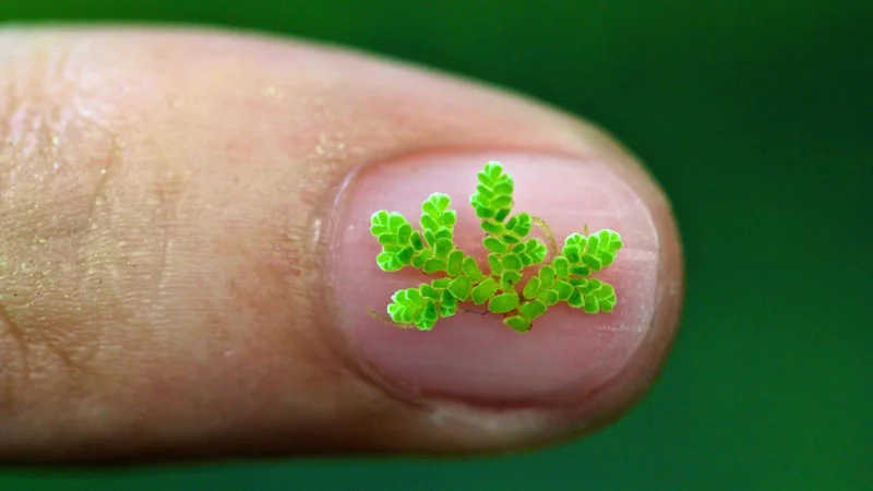 Fotografija: V času velikega cvetenja je praprot Azolla filiculoides iz ozračja posrkala okoli 10 bilijonov ton ogljikovega dioksida. FOTO: Fay Wei Li