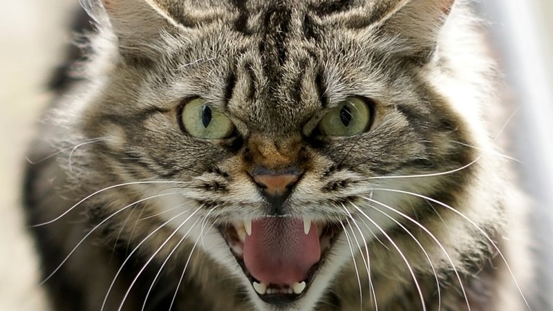 Fotografija: Mačke lahko svojemu lastniku zamerijo ali pa se ga bojijo. Foto: Shutterstock