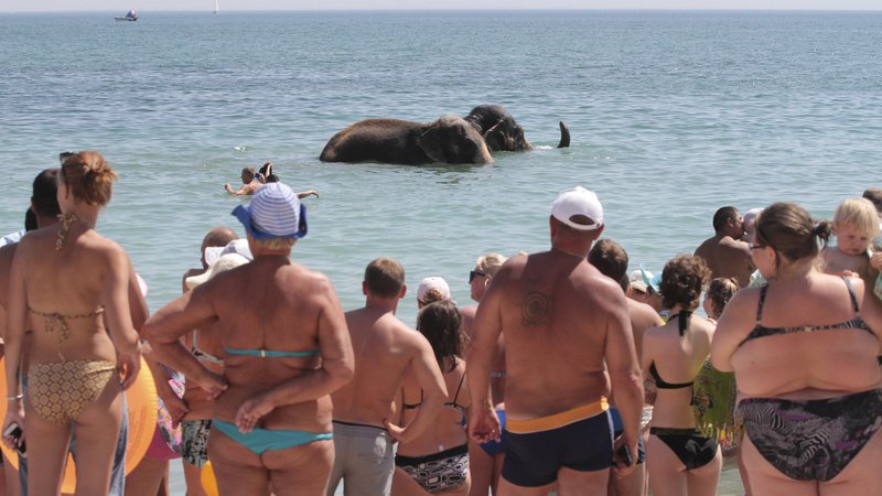 Fotografija: Na plaži ukrajinskega turističnega mesta Jevpatorija ljudje opazujejo, kako se sloni iz bližnjega cirkusa kopajo v Črnem morju. Foto: Pavel Rebrov/Reuters