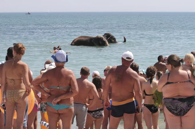 Na plaži ukrajinskega turističnega mesta Jevpatorija ljudje opazujejo, kako se sloni iz bližnjega cirkusa kopajo v Črnem morju. Foto: Pavel Rebrov/Reuters