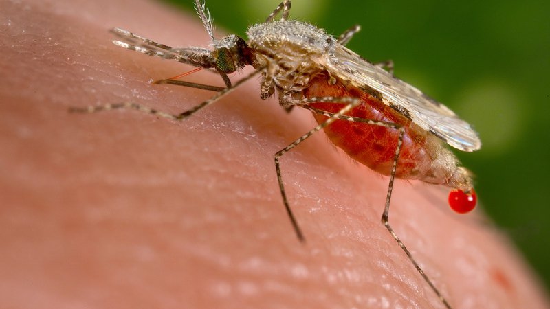Fotografija: V Evropi so letos okužbe z virusom Zahodnega Nila zabeležili še v Grčiji, Srbiji, na Madžarskem in v Romuniji. FOTO: Reuters