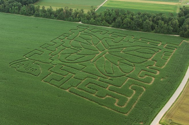 Kdor ima srečo pri žrebu, si labirint lahko ogleda tudi iz zraka. FOTO: Nataša Drozg