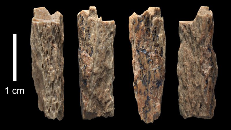 Fotografija: Fotografija prikazuje delce kosti »Denisova 11«, ki so dokaz medvrstnega parjenja med neandertalcem in denisovanca. Kosti so našli leta 2012 ruski arheologi v jami v sicirskem gorovju Altaj.
FOTO: Ian Cartwright/ University of Oxford/Max Planck Institute/AFP