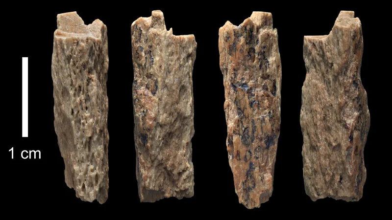 Fotografija: Fotografija prikazuje delce kosti »Denisova 11«, ki so dokaz medvrstnega parjenja med neandertalcem in denisovanca. Kosti so našli leta 2012 ruski arheologi v jami v sicirskem gorovju Altaj.
FOTO: Ian Cartwright/ University of Oxford/Max Planck Institute/AFP