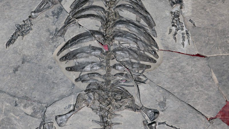 Fotografija: Fosil Eoorhynchochelys sinensis, je star okoli 228 milijonov let.  FOTO: Canadian Museum of Nature, Ottawa, Canada/Nature/Xiao-Chun Wu/AFP
