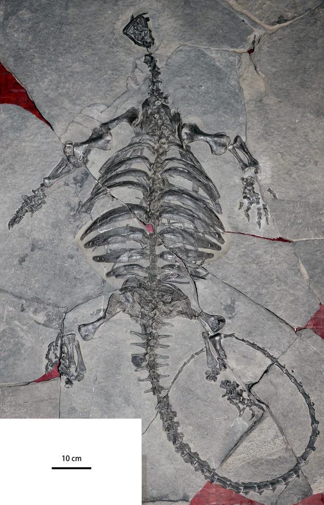 Fosil <em>Eoorhynchochelys sinensis</em>, je star okoli 228 milijonov let.&nbsp; FOTO: Canadian Museum of Nature, Ottawa, Canada/Nature/Xiao-Chun Wu/AFP