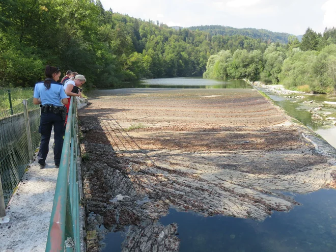 Na gladini Save Bohinjke pri Lancovem se je nabrala nekaj deset centimetrov debela plast smrdljive gošče, ki domačin spravlja v obup. FOTO: Blaž Račič