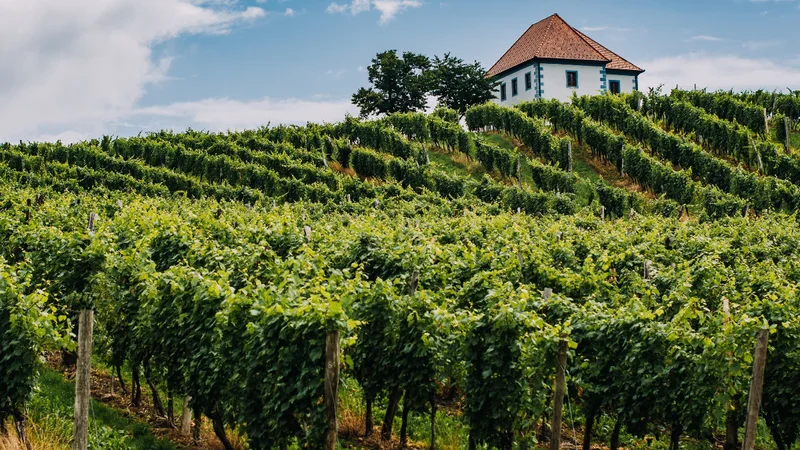 Fotografija: Foto Matic Kremžar