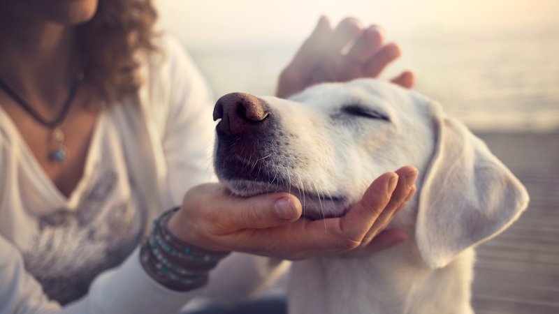 Fotografija: Raziskovalci so ugotovili, da psi, ko jim človek posveča pozornost, za odzivanje uporabljajo obrazno mimiko. Foto: Shutterstock
