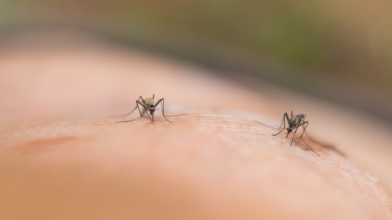 Fotografija: Virus se na človeka prenaša večinoma preko pika okuženega komarja. Ti se okužijo ob sesanju krvi okuženih ptic, ki predstavljajo naravni rezervoar bolezni, pojasnjujejo na NIJZ. FOTO: Shutterstock