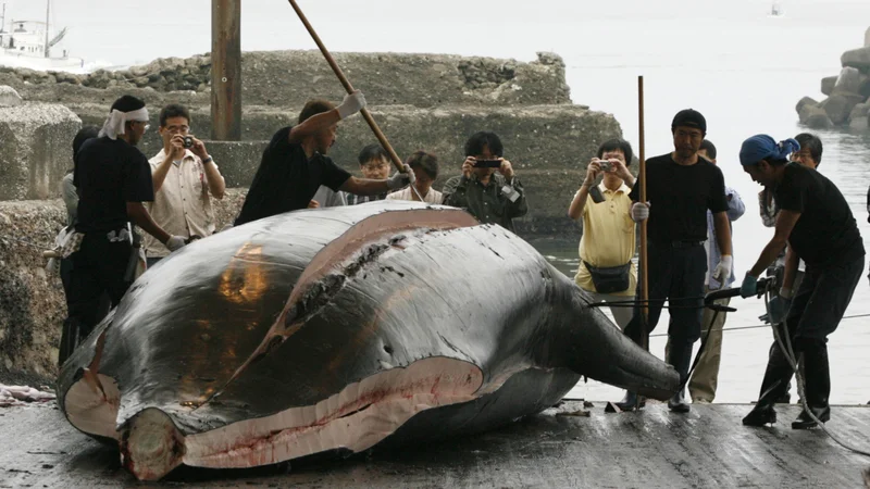 Čeprav Tokio upravičuje svoje ravnanje s &raquo;potrebo po znanstvenih raziskavah&laquo;, malokdo skriva, da del mesa konča na ribjih tržnicah. FOTO: Toru Hanai/Reuters