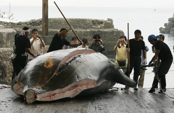Čeprav Tokio upravičuje svoje ravnanje s &raquo;potrebo po znanstvenih raziskavah&laquo;, malokdo skriva, da del mesa konča na ribjih tržnicah. FOTO: Toru Hanai/Reuters