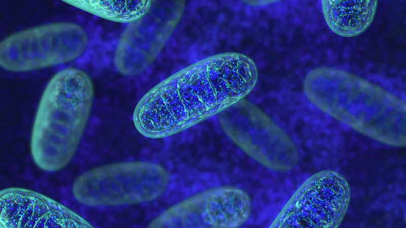 Fotografija: V mitohondrijih se zelo učinkovito skladišči in proizvaja energija, ki jo celice potrebujejo za delovanje. Vir Shutterstock