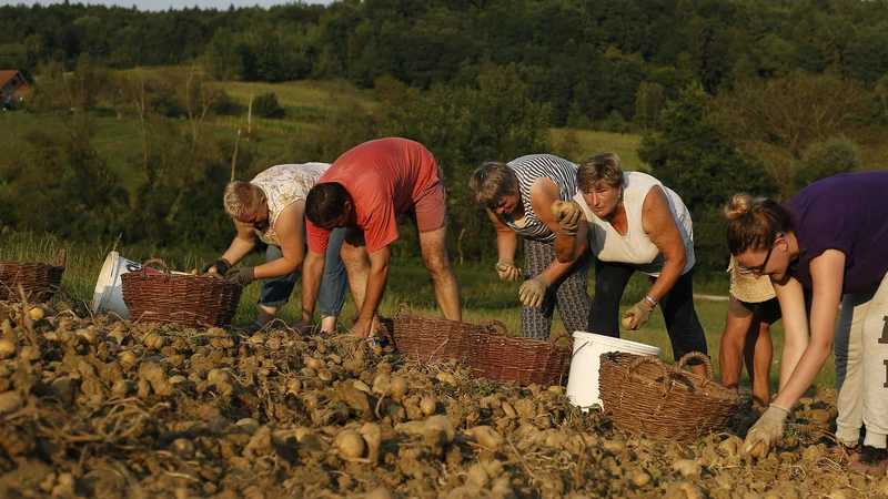 Fotografija: Kljub višjim odkupnim cenam v tujini, trgovci slovenski krompir odkupujejo po nižjih cenah. FOTO: Blaž Samec