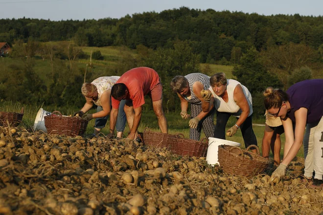 Kljub višjim odkupnim cenam v tujini, trgovci slovenski krompir odkupujejo po nižjih cenah. FOTO: Blaž Samec