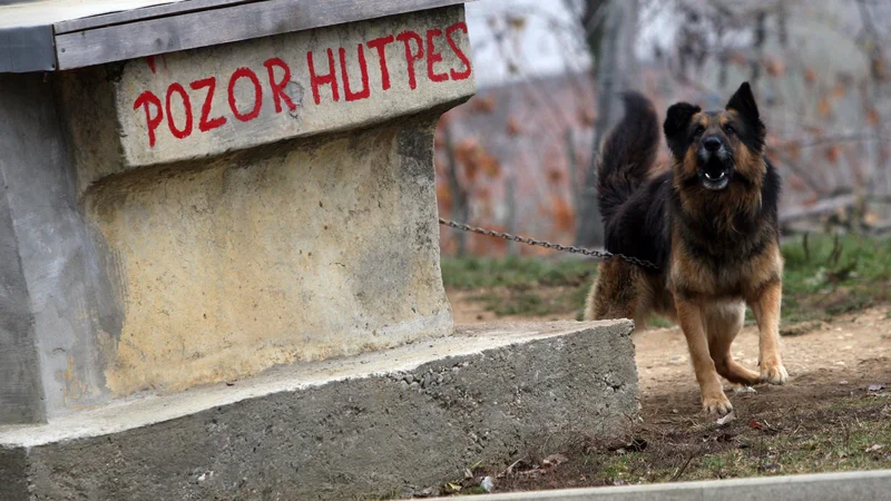 Fotografija: Problem splošne pismenosti je manjši, velik pa je problem funkcionalne nepismenosti, in to tudi v razvitem svetu. FOTO: Tadej Regent/Delo