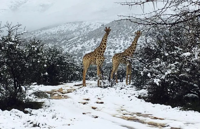 Žirafe FOTO: Kitty Viljoen/Instagram