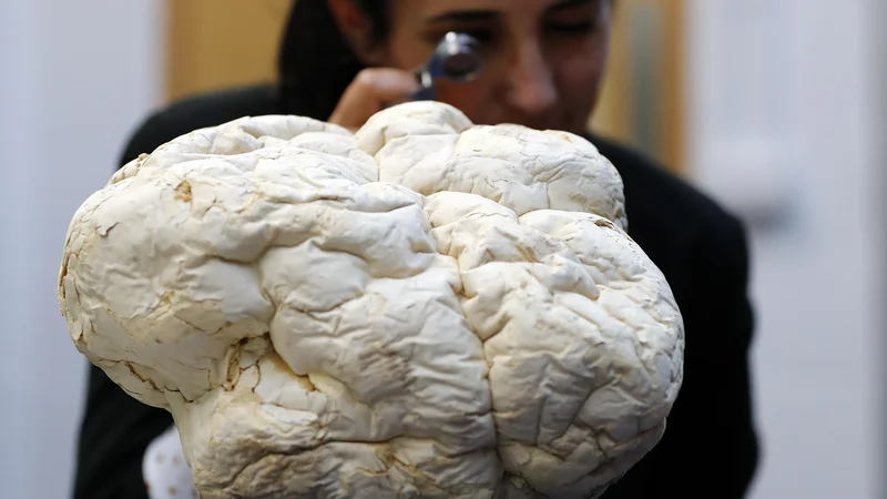 Fotografija: Znanstvenica Laura Martinez-Suz preiskuje gobo Calvatia gigantea, eno največjih, imenovano tudi puffball, v gobariju Kraljevi botanični vrtovi Kew v Londonu. Kewovo poročilo je prvo tovrstno poročilo o svetu gliv na našem planetu, ki opisuje globalno stanje gliv in razkriva, kako pomembne so glive za vse življenje na Zemlji. Lahko povzročajo opustošenje, lahko pa zdravijo in zagotavljajo varnost skupnosti po vsem svetu. FOTO: Frank Augstein/AP