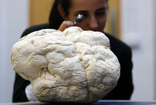 Znanstvenica Laura Martinez-Suz preiskuje gobo <em>Calvatia gigantea</em>, eno največjih, imenovano tudi puffball, v gobariju Kraljevi botanični vrtovi Kew v Londonu. Kewovo poročilo je prvo tovrstno poročilo o svetu gliv na našem planetu, ki opisuje globalno stanje gliv in razkriva, kako pomembne so glive za vse življenje na Zemlji. Lahko povzročajo opustošenje, lahko pa zdravijo in zagotavljajo varnost skupnosti po vsem svetu. FOTO: Frank Augstein/AP