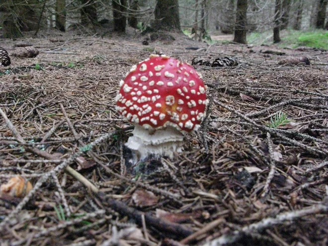 Najbrž vsi najbolje poznamo strupeno rdečo mušnico.