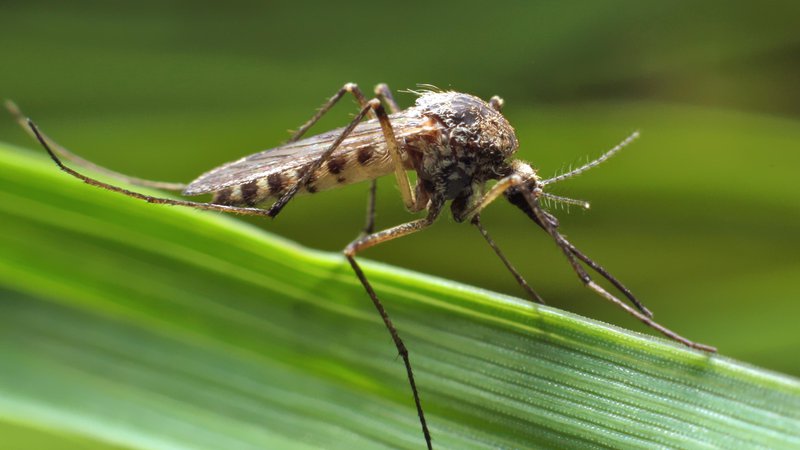 Fotografija: V Sloveniji poznamo 30 vrst komarjev. Vsi niso nevarni za človeka. FOTO:Shutterstock