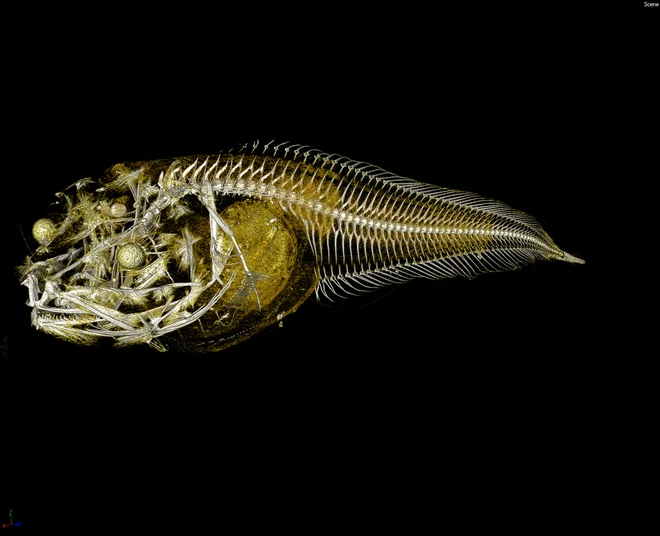 Najbolj trdni deli telesa teh rib so koščica v notranjem ušesu in zobje. Sicer so iz gelu podobnega tkiva, ki razpade na površju. FOTO: University of Newcastle/AFP