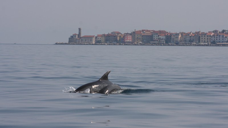 Fotografija: Na eni strani so kitolovne države, na drugi tiste, ki poskušajo zaščititi kite in delfine; ti so doma tudi v slovenskem morju. FOTO: Boris Šuligoj