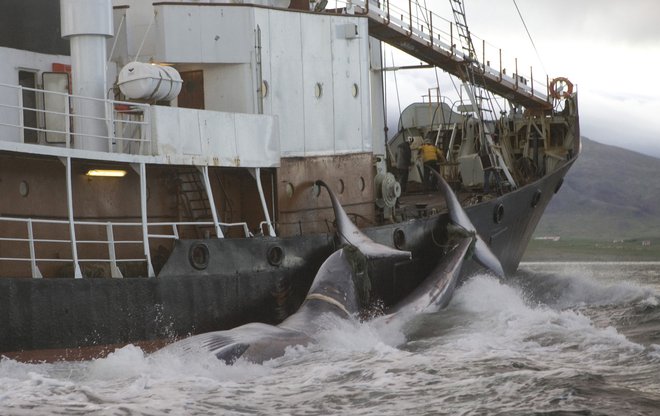 Komisija za kitolov šteje 89 držav članic. FOTO: Ingolfur Juliusson/Reuters