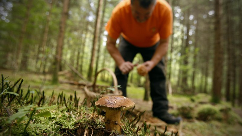 Fotografija: Slovenske gozdove so v zadnjih dneh okupirali nabiralci gob. FOTO: Uroš Hočevar