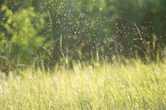 Za komarje so visoke temperature z občasnimi padavinami skoraj idealne razmere za razmnoževanje. FOTO Shutterstock