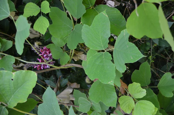 Na zavodu za varstvo okolja opozarjajo, da se kudzu lahko pojavlja tudi kje drugje v Sloveniji. FOTO: Simon Zidar