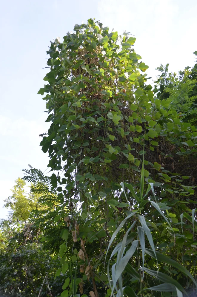 Kudzu se vzpenja po drevesih ter lahko povzroči hudo gmotno in okolijsko škodo. FOTO: Simon Zidar